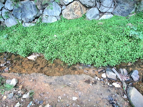 산에서 내려온 물줄기는 깨끗한 물이라 손발을 씻을 만큼 좋은데, 복개하지 않아도 되는 곳을 복개한다. 
