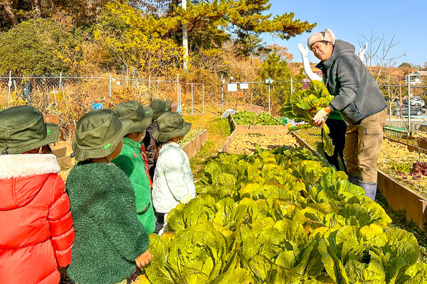 시민텃밭 참가자들이 직접 배추 모종을 심고 3개월간 유기농으로 길러내 김장까지 하면서 지역사회 내 봉사와 나눔의 의미를 되새겼다.